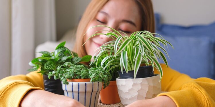 5 plantas que ajudam a amenizar o calor e não dão trabalho para cuidar