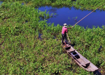 5 animais mais ameaçadores do Pantanal brasileiro