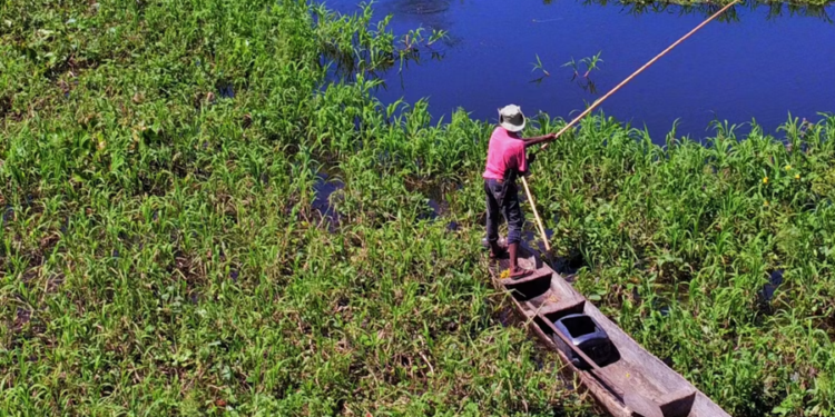 5 animais mais ameaçadores do Pantanal brasileiro