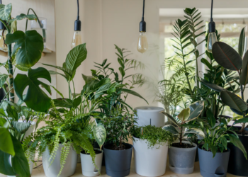 Planta muito resistente é capaz de decorar a casa por anos usando pouca água