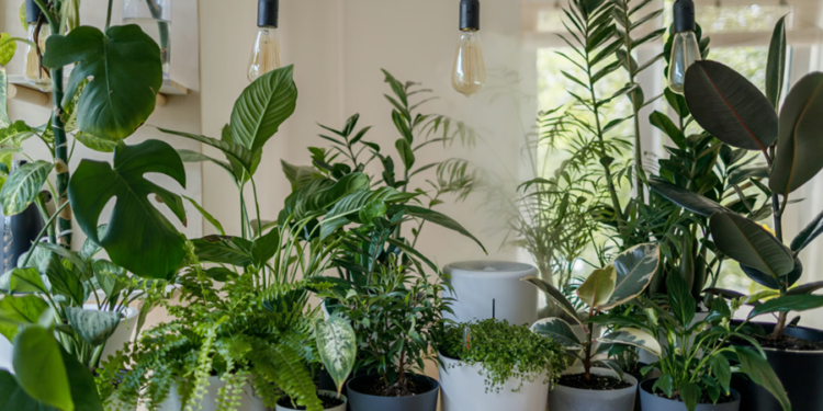 Planta muito resistente é capaz de decorar a casa por anos usando pouca água