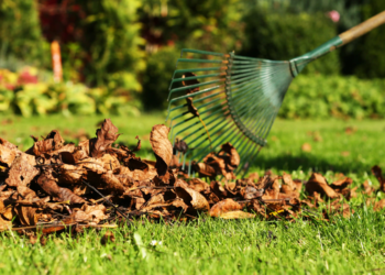 Animal venenoso que pode viver no seu quintal produz substância mais cara do que ouro