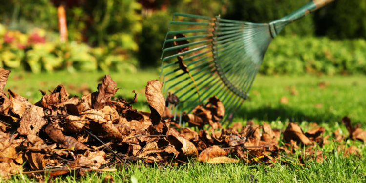 Animal venenoso que pode viver no seu quintal produz substância mais cara do que ouro