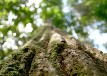 Árvore popular no Brasil é parente da madeira mais resistente da Terra