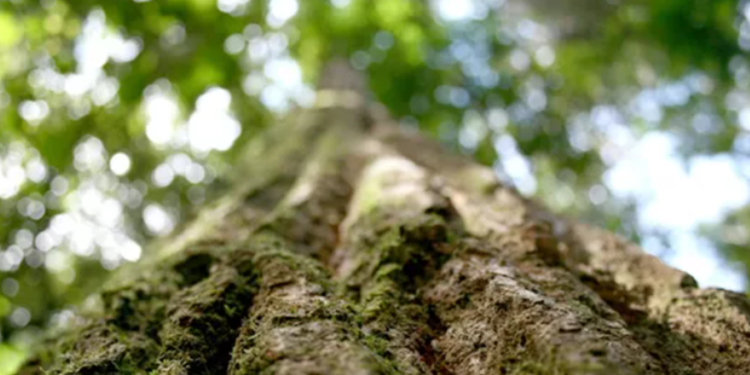Árvore popular no Brasil é parente da madeira mais resistente da Terra