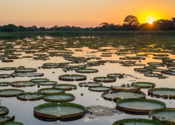 5 curiosidades pouco conhecidas sobre o Pantanal