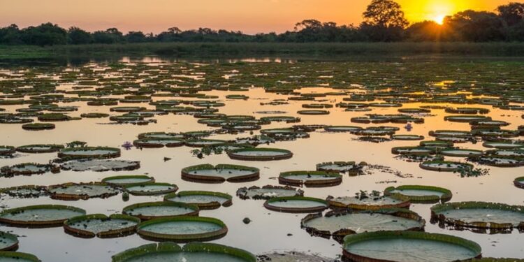 5 curiosidades pouco conhecidas sobre o Pantanal