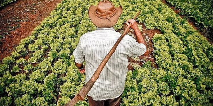 Agricultor pode receber multa de R$ 1,8 milhão se cultivar árvore frutífera com direitos autorais