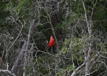 Ave que deu nome a município brasileiro volta a aparecer depois de 80 anos sem registros
