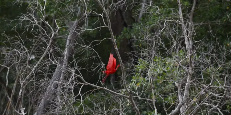 Ave que deu nome a município brasileiro volta a aparecer depois de 80 anos sem registros