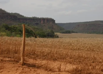 Nova tecnologia permite que fazendeiros descartem o uso de cercas com arame farpado