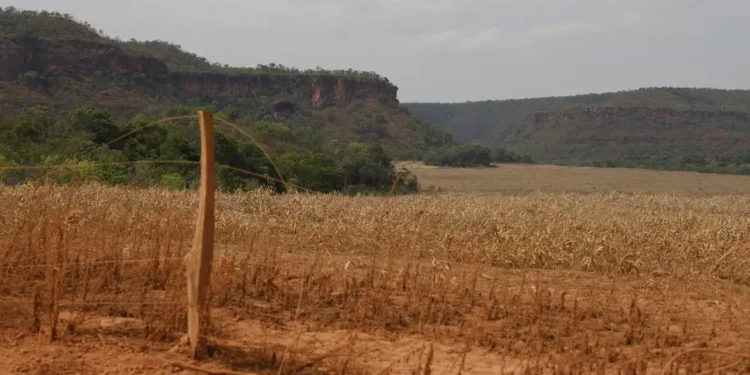 Nova tecnologia permite que fazendeiros descartem o uso de cercas com arame farpado
