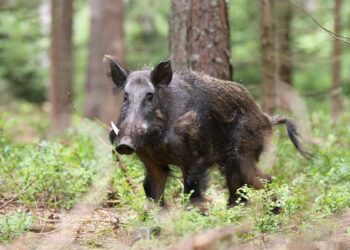 Depois dos javalis, América do Sul enfrenta novo risco ambiental com animal vindo da Ásia