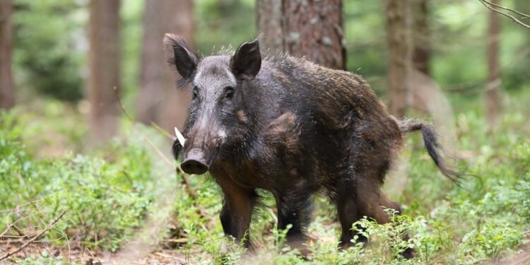 Depois dos javalis, América do Sul enfrenta novo risco ambiental com animal vindo da Ásia