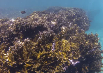 Enorme faixa de terra aparece no oceano conectando o Mar do Caribe ao continente africano