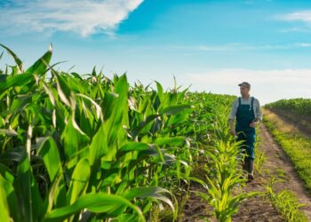 O que há de verdade sobre produtor rural ter que usar capacete a partir de agora