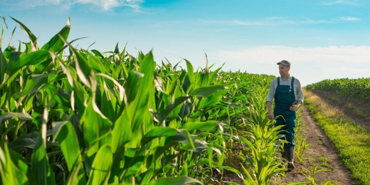 O que há de verdade sobre produtor rural ter que usar capacete a partir de agora