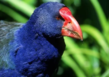 Ave tratada como extinta desde 1898 é reencontrada na natureza e já soma cerca de 500 indivíduos