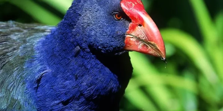 Ave tratada como extinta desde 1898 é reencontrada na natureza e já soma cerca de 500 indivíduos