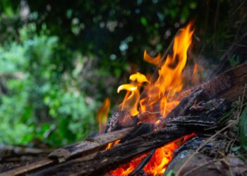 Queimar folhas, galhos e outros resíduos de jardim será proibido a partir de 31 de março em diversas cidades alemãs