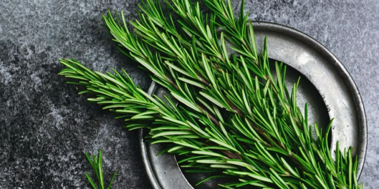 Franceses usam truque caseiro com alecrim para combater a ocupação ilegal de imóveis