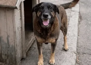 Delegado do caso Cão Orelha deixa o cargo para ser candidato a deputado
