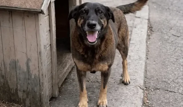 Delegado do caso Cão Orelha deixa o cargo para ser candidato a deputado