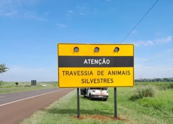 Caça de animais selvagens é liberada pelo governo a partir de agora neste país