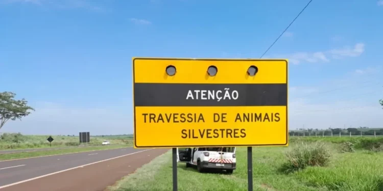 Caça de animais selvagens é liberada pelo governo a partir de agora neste país