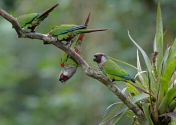 Espécie de periquito renasce 100 anos depois de ser extinta no mesmo lugar