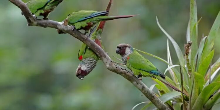 Espécie de periquito renasce 100 anos depois de ser extinta no mesmo lugar