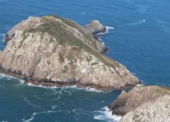 Mamífero mais raro do planeta vive em ilha brasileira