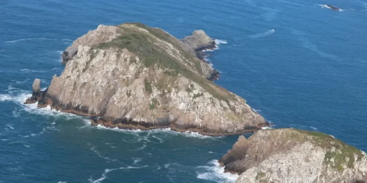 Mamífero mais raro do planeta vive em ilha brasileira