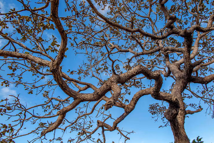 A árvore frutífera que não incomoda com raízes, perfeita para quem tem pouco espaço no jardim