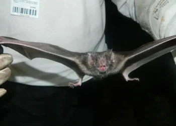 5 plantas fáceis de cuidar que afastam morcegos da sua casa