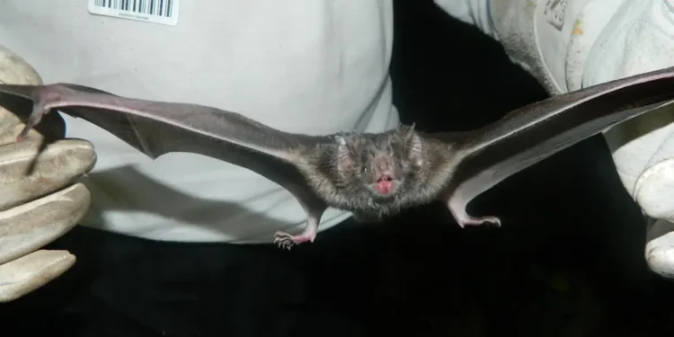 5 plantas fáceis de cuidar que afastam morcegos da sua casa