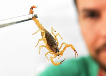 5 espécies mais venenosas de escorpião