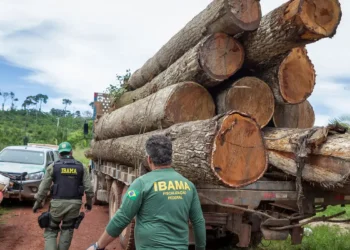 IBAMA proíbe o corte de 5 árvores bastante conhecidas no Brasil