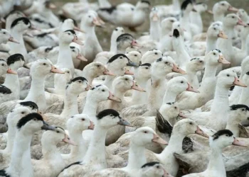 5 aves que podem ser consumidas e poucos sabem