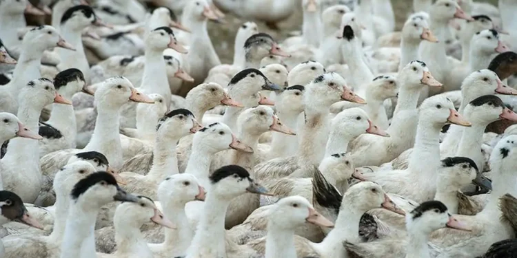 5 aves que podem ser consumidas e poucos sabem