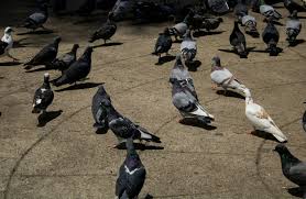 Prefeitura determina que multa de R$ 3,1 mil para evitar que pessoas alimentem pombos em praça famosa