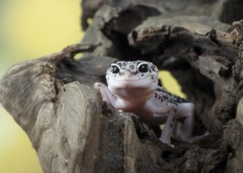 8 animais indesejados que lagartixas eliminam da sua casa