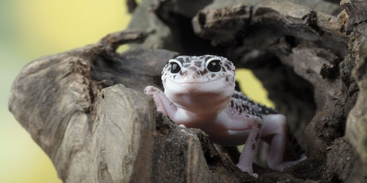 8 animais indesejados que lagartixas eliminam da sua casa