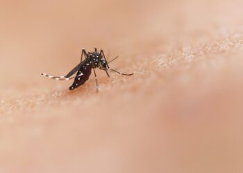 Ciência finalmente consegue explicar como mosquitos escolhem quem picar