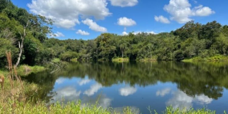 Animal que anda sobre a água sem nenhuma dificuldade é descoberto no Brasil