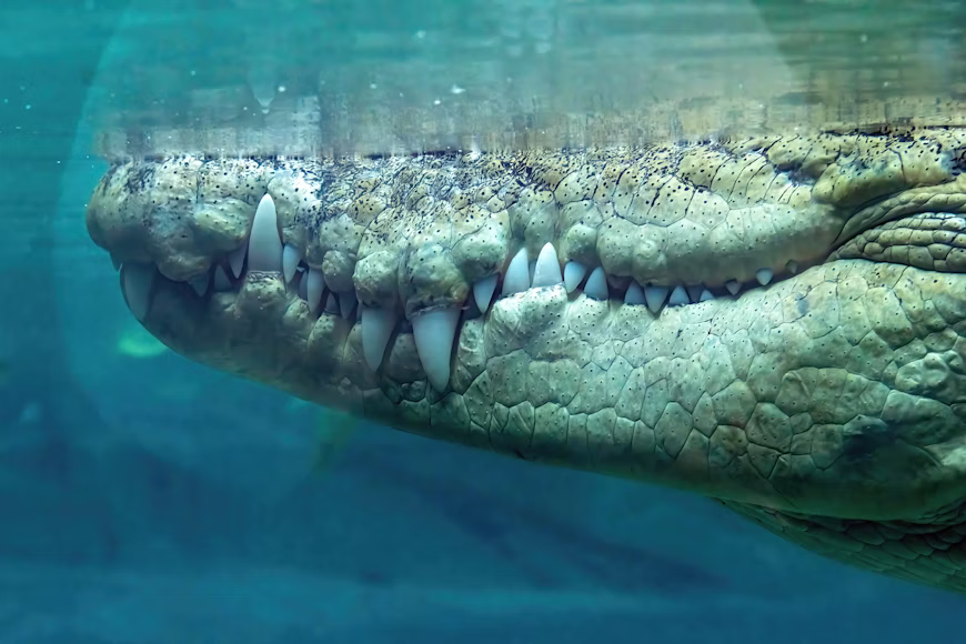 Crocodilo com mais de 50 dentes, como os do T-rex, foi descoberto na Patagônia