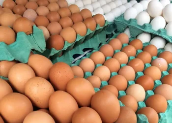 6 alimentos que superam ovos na quantidade de vitamina B12