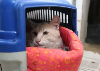 Novo fungo que passa de gatos para humanos deixa cientistas preocupados