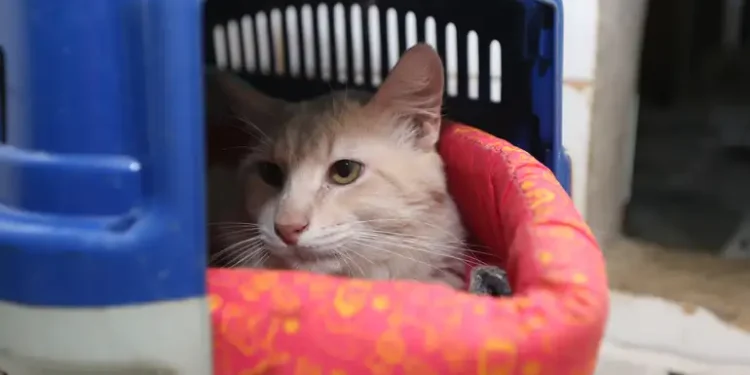 Novo fungo que passa de gatos para humanos deixa cientistas preocupados