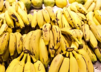 Novo tipo de banana traz cachos acima de 30 quilos, com a fruta capaz de sobreviver às 3 maiores doenças da bananicultura